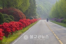 <포토뉴스>영산홍에 물든 안동댐 월영공원