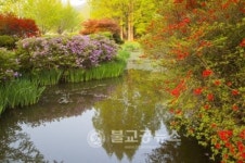 <포토뉴스>영산홍에 물든 안동댐 월영공원