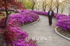 <포토뉴스>영산홍에 물든 안동댐 월영공원