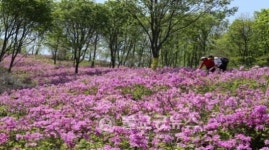 대둔산 대규모 철쭉단지 활짝