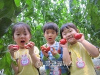 삼양유치원, 토마토 따기 체험학습