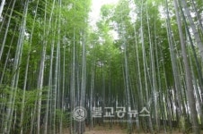 담양 대나무 밭, 국가 중요농업유산으로 지정