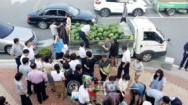 안동시청 직원 기형수박 팔아주기