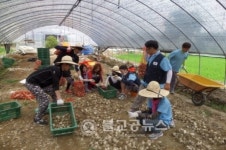 목원대학생 봉사단 부여군 일손돕기