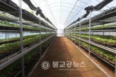 천안시, 묘삼 특수배양 재배법 시범사업