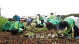 율량사천동 새마을부녀회 해바라기 식재