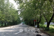 청주시, 가로수길 재해위험 수목 정비