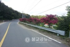 안동 댐호반로에 배롱나무 꽃이 활짝