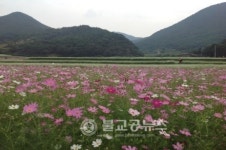 제8회 북천 코스모스.메밀꽃 축제