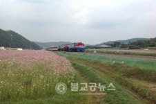 제8회 북천 코스모스.메밀꽃 축제