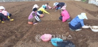 충북농업기술원, 마늘 적기파종 당부