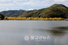괴산군, 문광저수지 은행나무 가로수길 인기