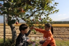 충주사과나무길 어린이 사과따기 체험
