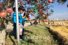 충주사과나무길 어린이 사과따기 체험