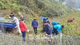 문의면 전직원 산덕리 야콘 캐기 봉사활동