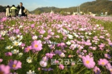 풍세사랑복지회, 코스모스 공원 배경 사진공모