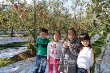 옥천삼양유치원, 사과따기 체험학습