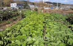 청주시, 도시민 영농체험 제공