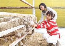 을미년, 높은 곳 오르길 좋아하는 양처럼