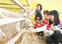 을미년, 높은 곳 오르길 좋아하는 양처럼