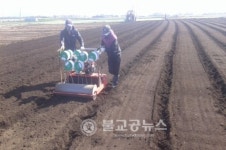 제주농기원, 무 보다 알타리 무