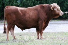 경기도, 축산농가 우수종축 보급한다