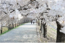 벚꽃 그리고 만남조천변 벚꽃길 문화행사