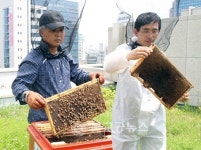 대전시, 도심속 양봉장 조성