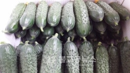 천안시, 시험재배 새로운 소득원 창출