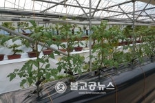 옥천 향수길야생화연구회, 야생화전시회