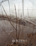지구촌공생회, 몽골에 푸른마을 만든다!