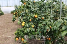 꽃을 보며 수확하는 감귤 남진해