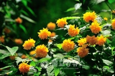 갑사괴목대신제 및 황매 축제 개최