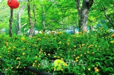 갑사괴목대신제 및 황매 축제 개최