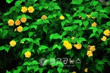 갑사괴목대신제 및 황매 축제 개최