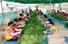 한강서 키운 향긋한 미나리 나눔 행사