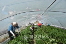 남면사무소, 딸기밭 하우스 일손돕기