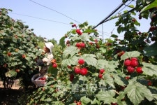 옥천군, 산딸기 수확 한창