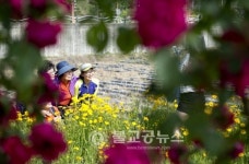 금성면 장미터널 만개