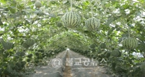 깎아 먹는 애플 수박 본격 출하