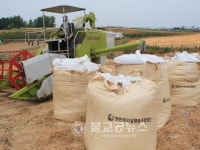 명품호두과자 천안밀 본격 수확