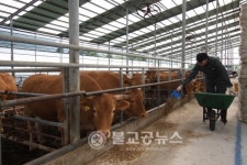 옥천군, 한우농가 헬퍼 호응
