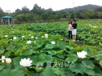 옥천농기센터로 연꽃 구경 오세요!