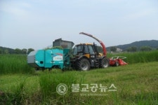 야초(野草) 볏짚보다 사료 가치 높아