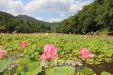 속리산 연꽃단지, 관광객 매료