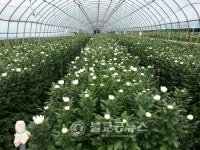 천안시, 여름에 만나는 국화향기