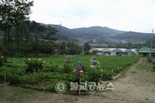 서울시, 실버-다둥이-다문화 가족텃밭 가을개장