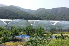 속리산 하판리, 보은대추 메카로 부상