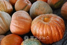 대형호박 보며 행복 넝쿨째 잡으세요