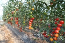 충주, 아취형 PC시설하우스 개발 성공